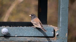 Dark-eyed junco