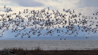 Snow geese taking flight
