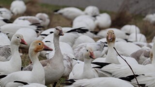 Snow geese