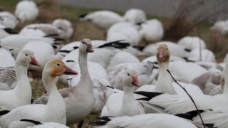 Snow geese