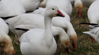 Snow geese at Terra Nova