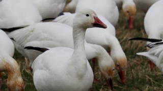 Snow geese at Terra Nova