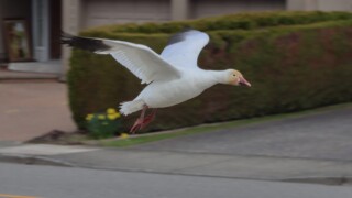 Snow goose landing