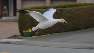Snow goose landing