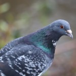 Pigeon pondering