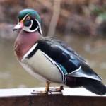 Wood duck