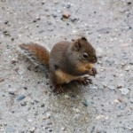 Red squirrel in maximum cute squirrel pose