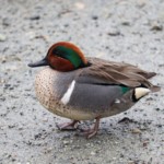 Green-winged teal