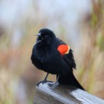 Blackbird shouting at the world