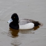 Lesser scaup not minding the rain