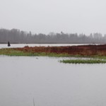 A splash of green amidst the gray