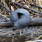 Coot enigma