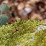 Moss on a stone