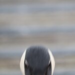 Goose going berserk, as they do.