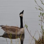 Canada goose drinking up. Way up.