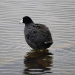 American coot ponders on an underwater log.