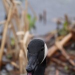 Goose berserker, mostly captured on camera.