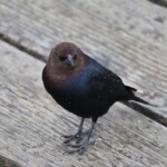 Cowbird on deck