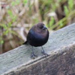 Cowbirds have returned for 2023