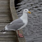Glaucous-winged gull on the pier at Piper Spit
