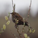 Female blackbird among the budding greenery