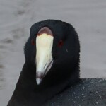 Extreme close-up of coot head.