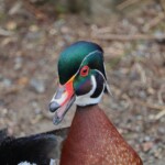 Excited wood duck