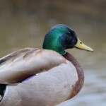 Mallard shining in the shower