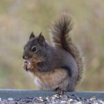 Douglas squirrel gorging on seed. Seriously, I think it ate its own weight.