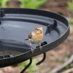House finch hanging out on the birth bath