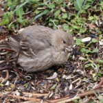 Juvenile house finch nomming seeds on the ground