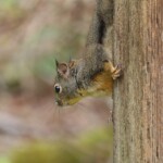 Squirrel eyeballing the next feeder to raid