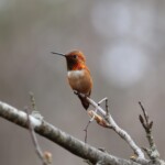 Rufous hummingbird in profile