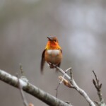 Rufous hummingbird agitating. Nic apparently got too close to his territory, and it buzzed him a few times. No one messes with hummingbirds.