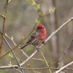 House finch on a branch