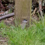 Golden-crowned sparrow in the grass