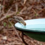House finch sipping