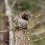 Surveying the food store