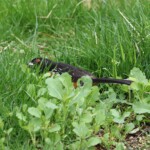 Beware, here be spotted towhees