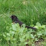 Spotted towhee making statements