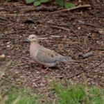 Mourning dove