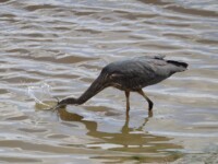 Heron dunking its head underwater for fishies