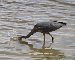 Heron dunking its head underwater for fishies
