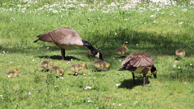 Goose family