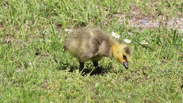 Gosling nibbling