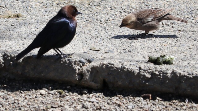 Male cowbird trying to impress female cowbird. The female cowbird was not impressed.