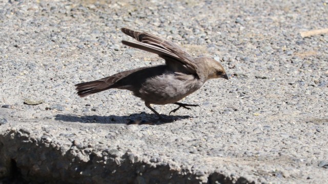 Female cowbird departs abruptly.