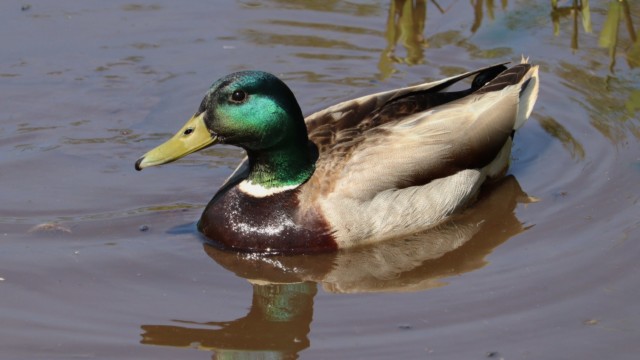 Mallard shining in the sun.