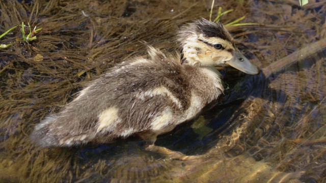 Duckling
