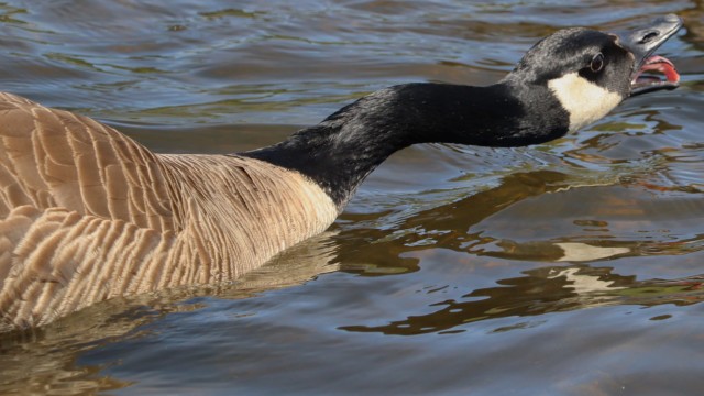 There's always one goose going berserk.